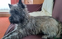 Cairn Terrier dogs for stud: Champion bloodline, KC registered Cairn for stud. in Hope Valley - Image 7