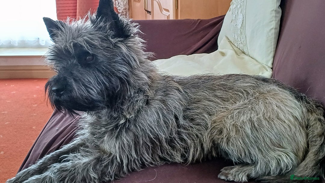 Cairn Terrier dogs for stud: Champion bloodline, KC registered Cairn for stud. in Hope Valley - Image 7