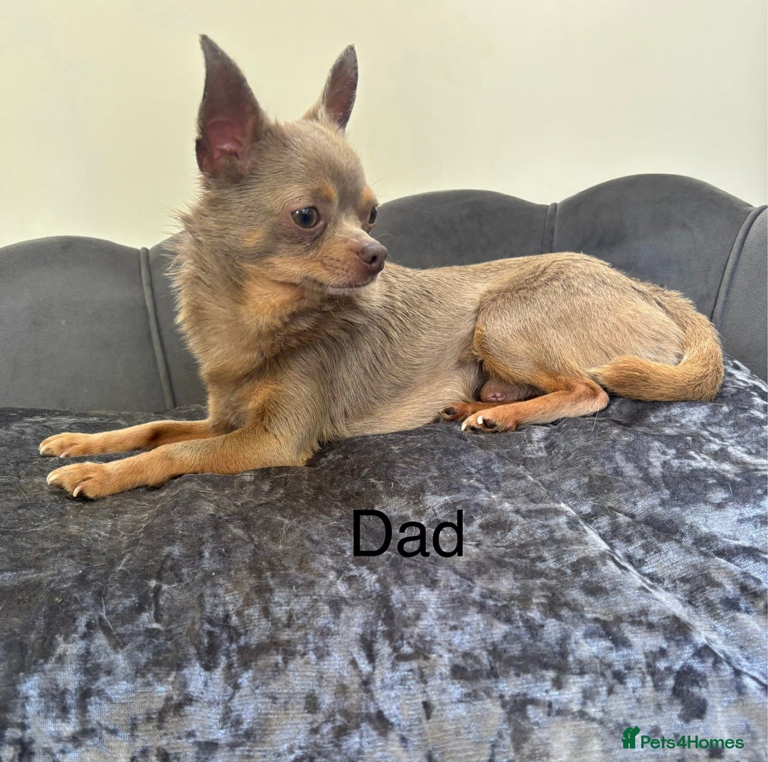 Chipoo dogs for sale: Stunning Chipoo Pups DNA Health Tested - Image 36