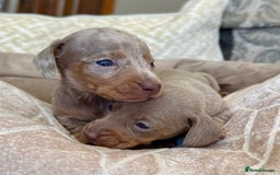 Miniature Dachshund dogs for sale: Miniature Dachshund Puppies LICENSED BREEDER - Image 3
