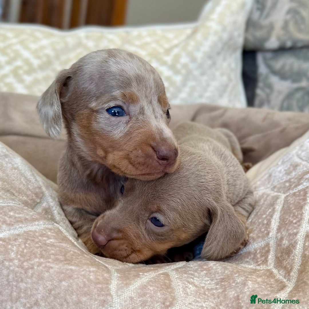 Miniature Dachshund dogs for sale: Miniature Dachshund Puppies LICENSED BREEDER - Image 3