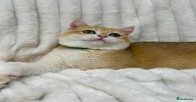British Shorthair cats - Advert 8