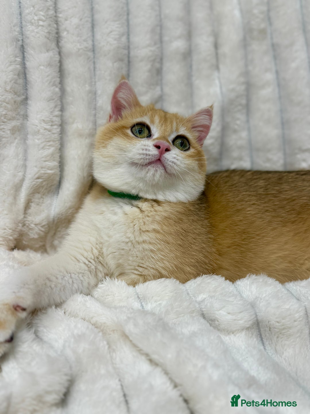 British Shorthair cats for sale: 🔥Exceptional GCCF pedigree golden BSH - Image 2