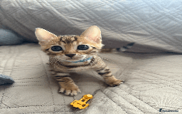 Bengal cats for sale: 🐾 Purebred Bengal Kittens for Sale 🐾 - Image 11