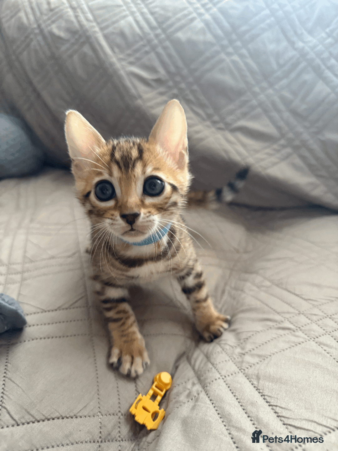Bengal cats for sale: 🐾 Purebred Bengal Kittens for Sale 🐾 - Image 11