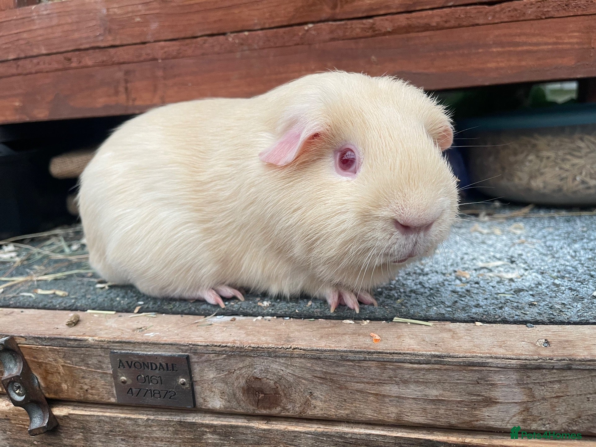 Guinea Pig rodents Beautiful boys - Advert 6