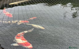 Koi Carp fish for sale: Koi carp - Image 4