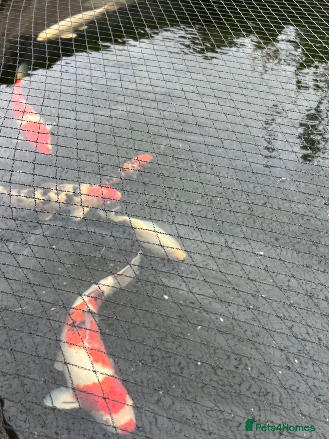 Koi Carp fish for sale: Koi carp - Image 4