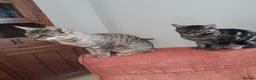 Savannah cats for sale: F5 Full Pedigree Tica Registered Girl Kitten - Advert 20