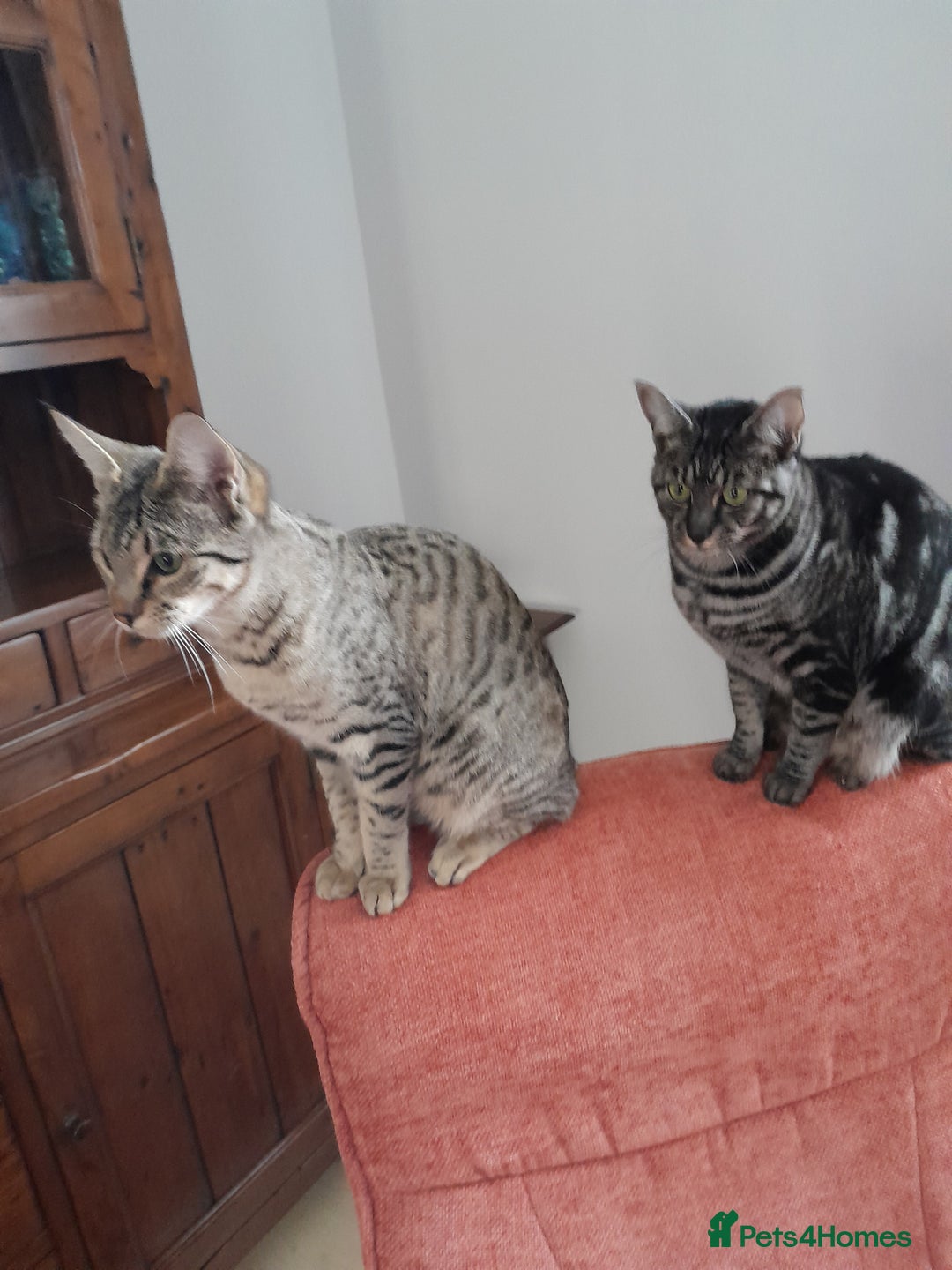 Savannah cats for sale: F5 Full Pedigree Tica Registered Girl Kitten - Advert 20