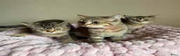 British Shorthair cats for sale: Beautiful Golden British Shorthair Kittens  - Advert 13