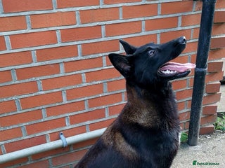 Belgian Shepherd Dog dogs for stud: ‼️Rare Colour ‼️ in Uxbridge - Advert 1