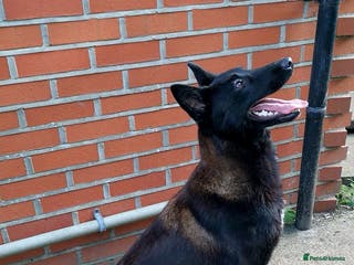 Belgian Shepherd Dog dogs ‼️Rare Colour ‼️ in Uxbridge - Advert 2