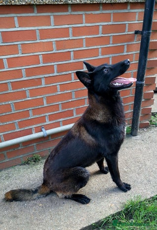 Belgian Shepherd Dog dogs ‼️Rare Colour ‼️ in Uxbridge - Advert 1