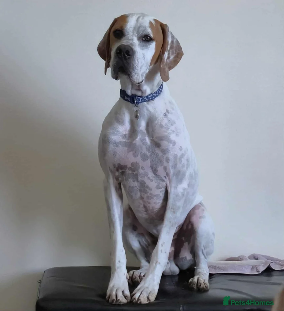 Pointer dogs for sale: Quality Pointer puppies - Advert 16