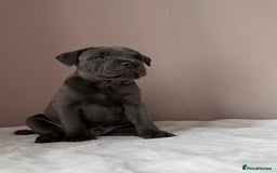 Staffordshire Bull Terrier dogs for sale: BLUEDOGCITY PHARON AT BULLSCAFF X WEDNESDAY ADDAMS - Image 27
