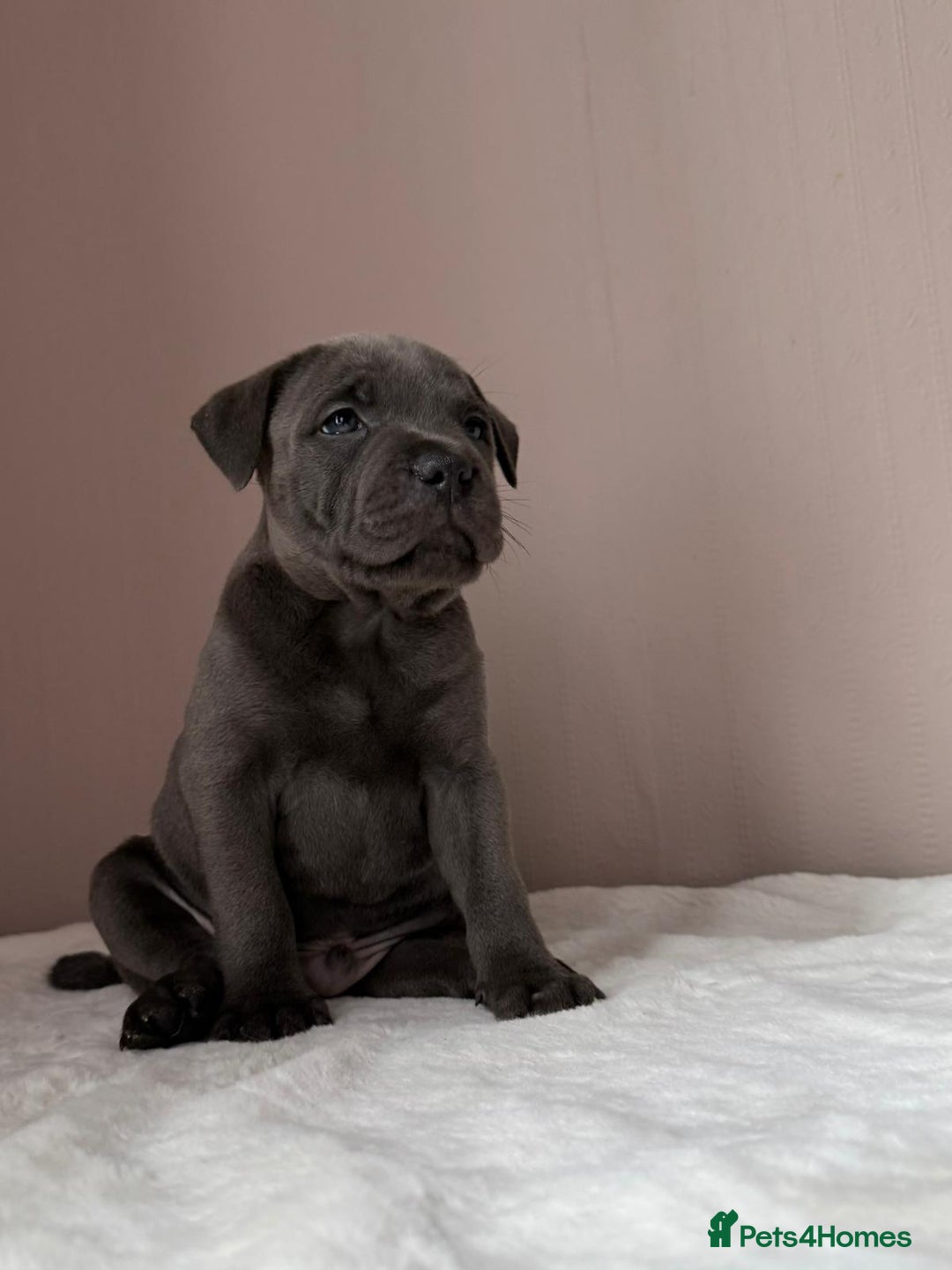Staffordshire Bull Terrier dogs for sale: BLUEDOGCITY PHARON AT BULLSCAFF X WEDNESDAY ADDAMS - Image 27