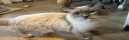 Ragdoll cats for sale: 3 beautiful ragdoll babies! - Advert 6