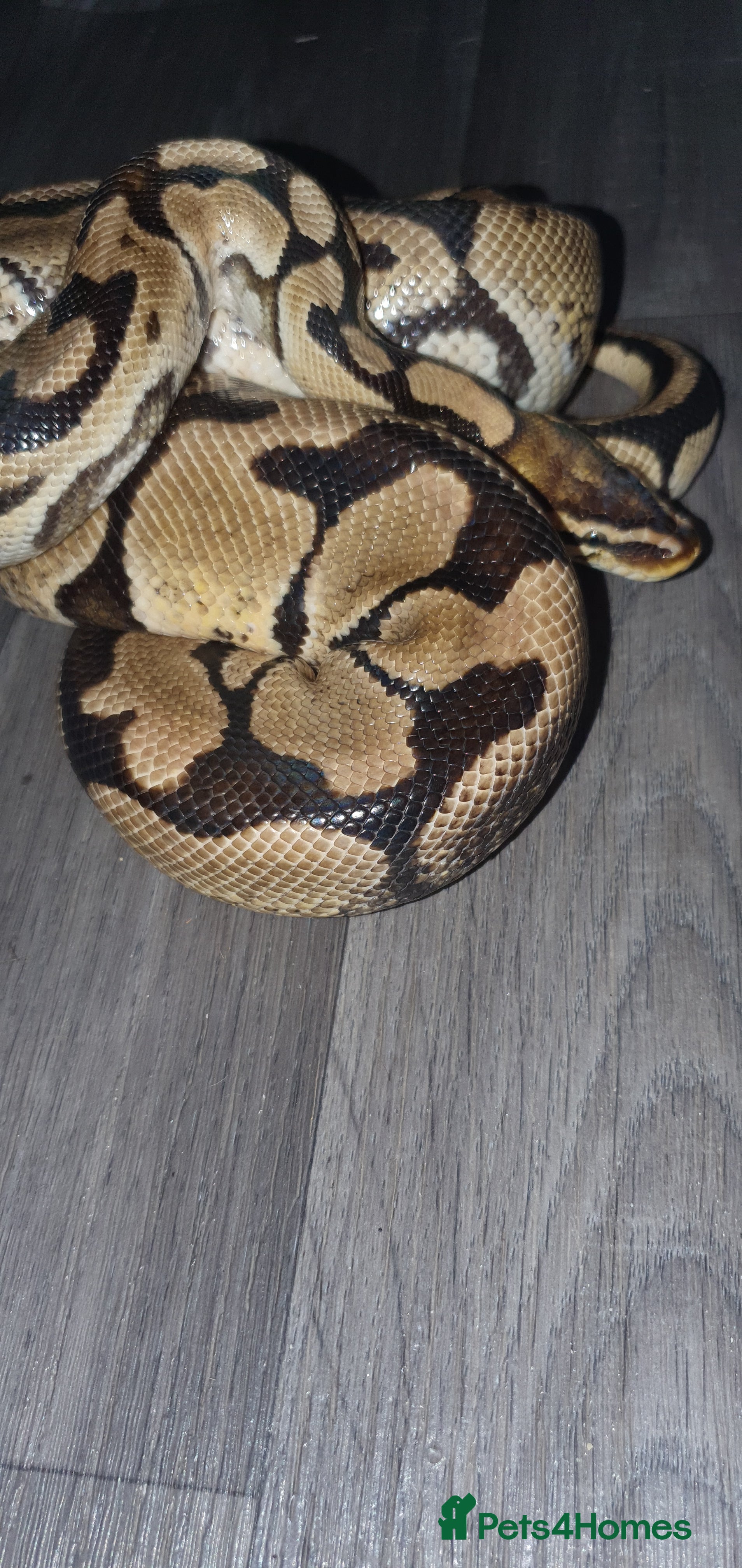 Python Snake reptiles Large pastel male  - Advert 1