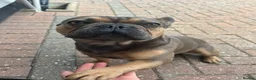 French Bulldog dogs for stud: Beautiful Bertie ready for stud - Advert 4