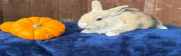 French Lop rabbits for sale: 5 Beautiful French lops  - Advert 13