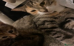 American Shorthair cats for sale: 4 kitten for sale  - Image 15