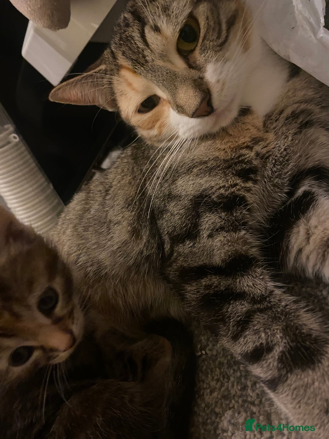 American Shorthair cats for sale: 4 kitten for sale  - Image 15