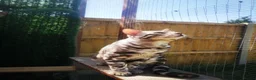 Bengal cats for stud: Bengal boy stud duties only - Advert 6