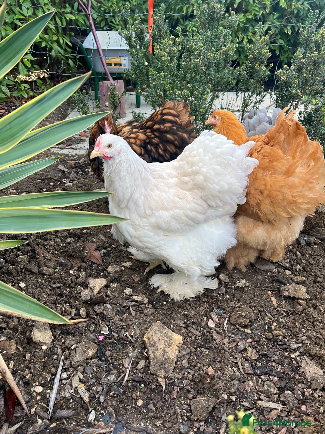 Chickens poultry for sale: 4 x pure breed large fowl - Advert 2