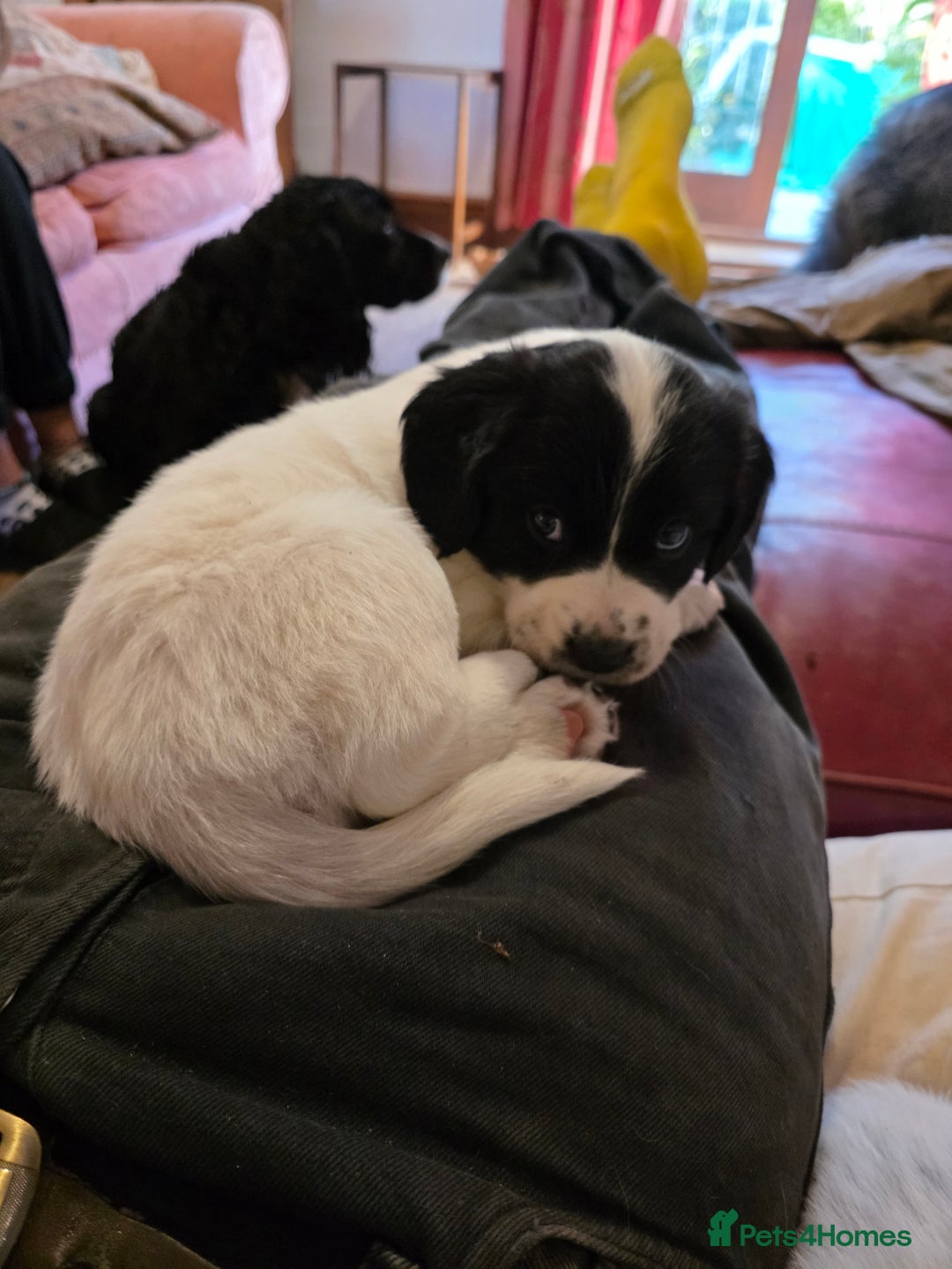 Mixed Breed dogs for sale: Sweetest Sprollies - Image 12