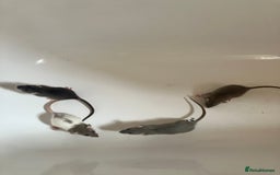 Rat rodents for sale: Dumbo rats - Image 1