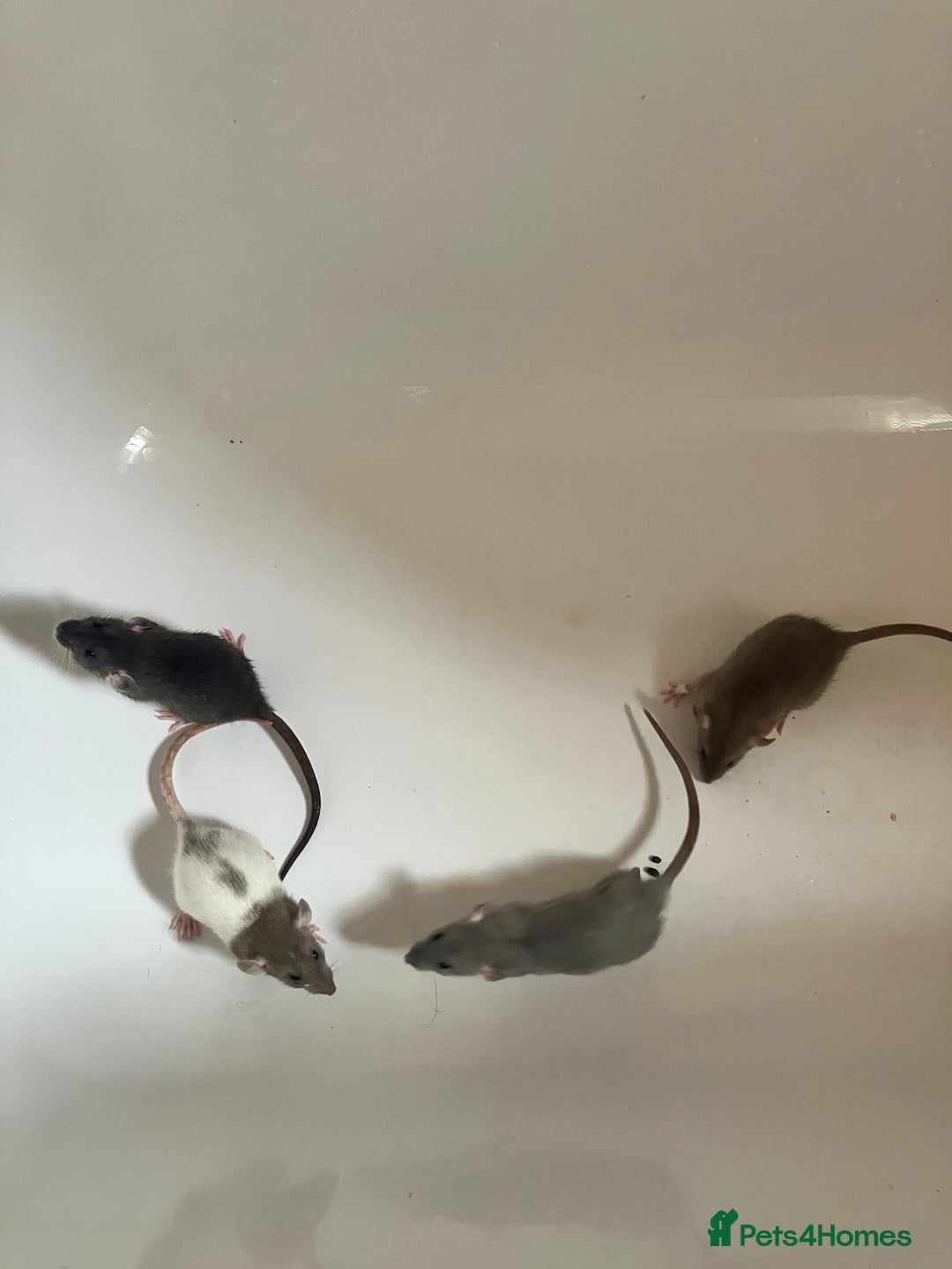Rat rodents for sale: Dumbo rats - Image 1