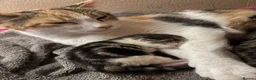 Mixed Breed cats for sale: 3 cute, cuddly kittens for sale - Advert 2