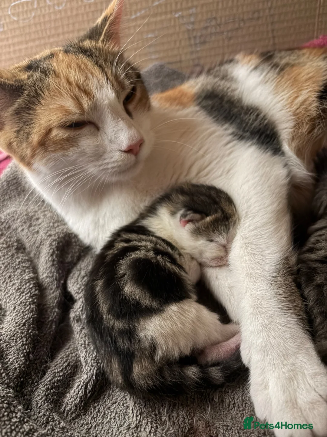 Mixed Breed cats for sale: 3 cute, cuddly kittens for sale - Advert 2