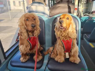 Cocker Spaniel dogs Show cocker for stud - Advert 11