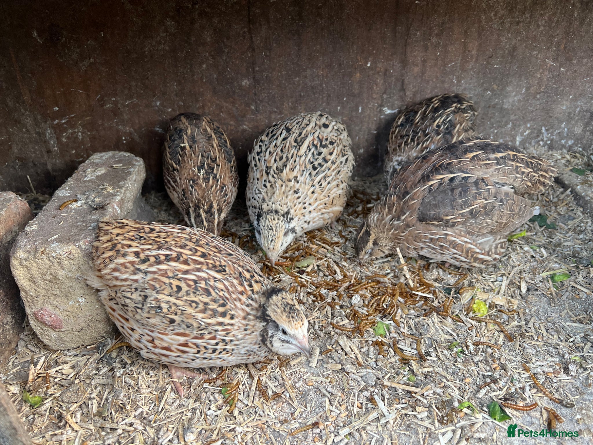 Chickens poultry 5 days old golden quail chicks for sale  - Advert 2