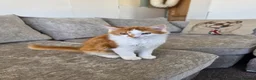 Mixed Breed cats for sale: 2x boy ginger white 16 weeks old must go together  - Advert 3