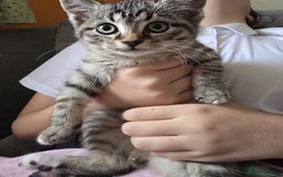 Sphynx cats for sale: Sphynx maincoon mix - Image 1