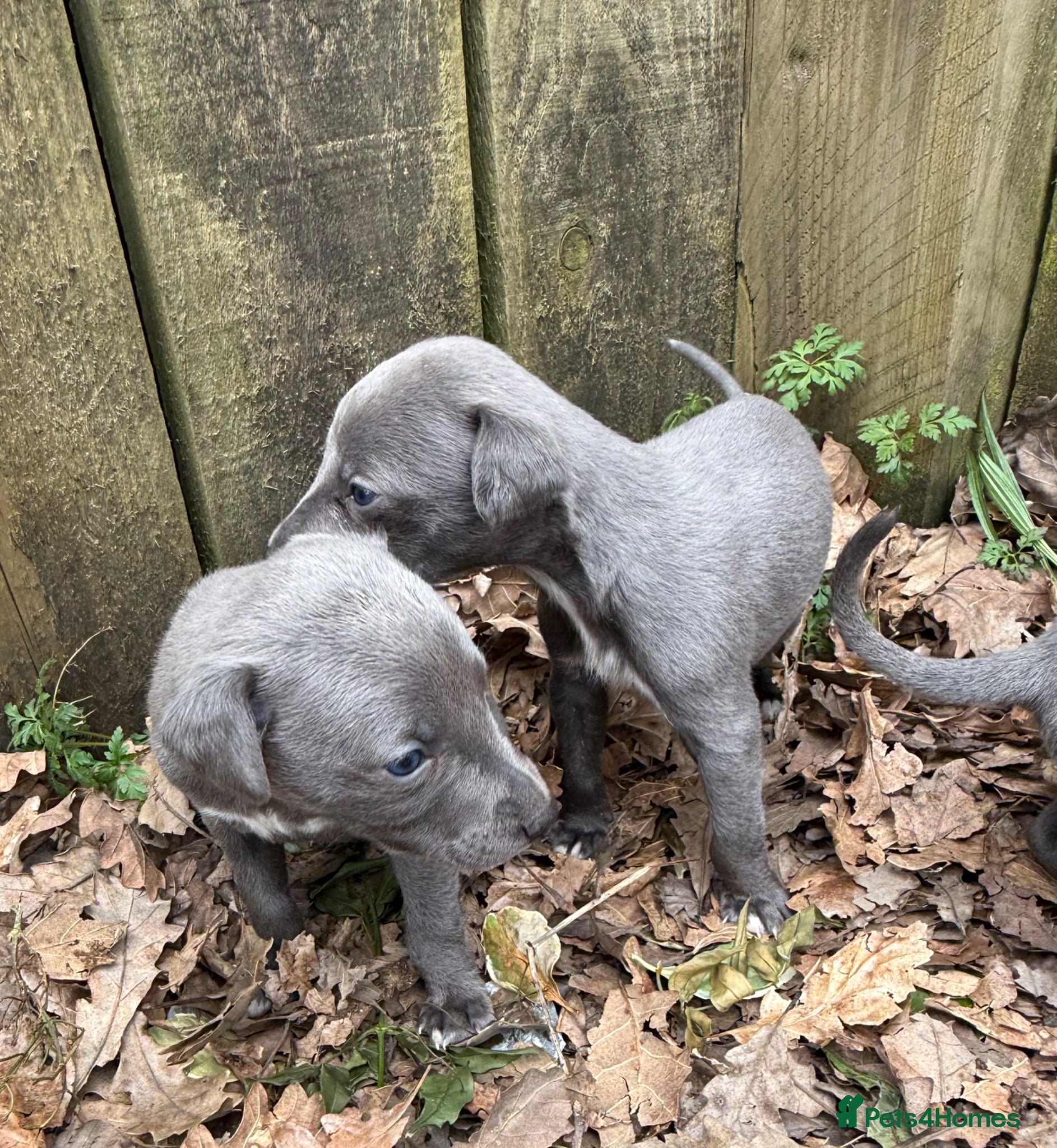Whippet dogs Small Blue Whippets  - Advert 2