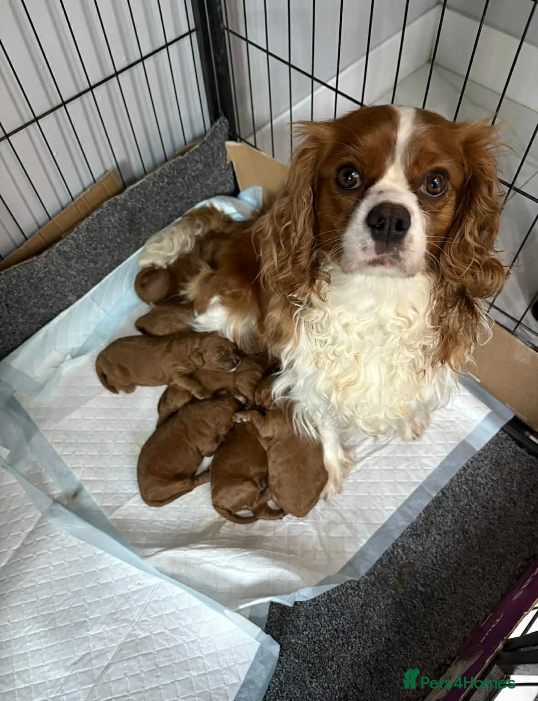 Cavapoo dogs for sale: F1 quality Cavapoos - Advert 10