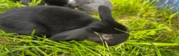 Mixed Breed rabbits for sale: Mixed baby rabbits born 19/08/26 - Advert 3