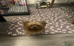 Yorkshire Terrier dogs for sale: Mini Yorkshire terrier puppy available  - Image 4