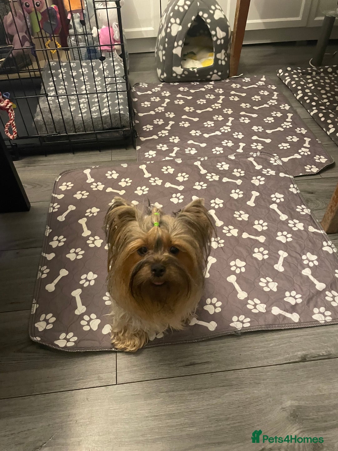 Yorkshire Terrier dogs for sale: Mini Yorkshire terrier puppy available  - Image 4