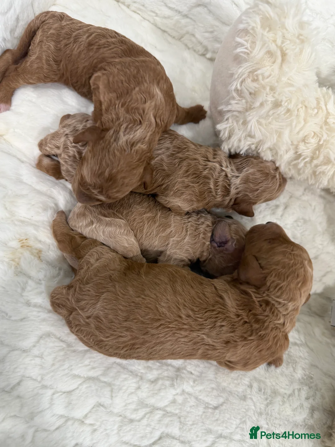 Miniature Poodle dogs for sale: 4 beautiful abstract boys available.  - Advert 2