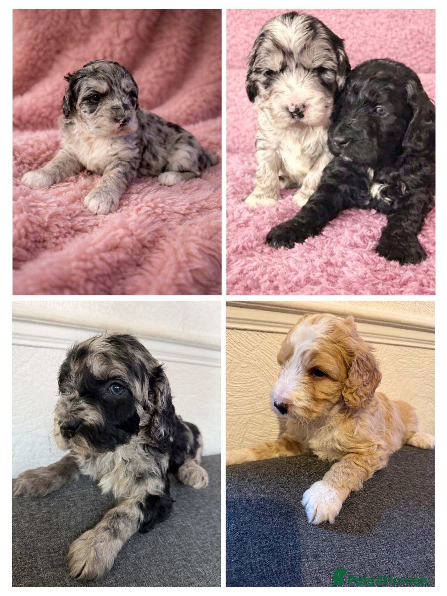 Australian Labradoodle dogs AUSTRALIAN LABRADOODLE  - Advert 15