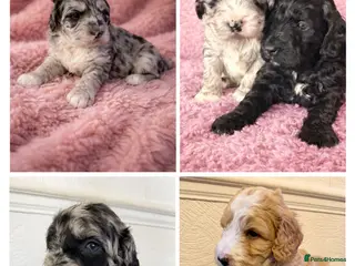 Australian Labradoodle dogs AUSTRALIAN LABRADOODLE - Advert 15