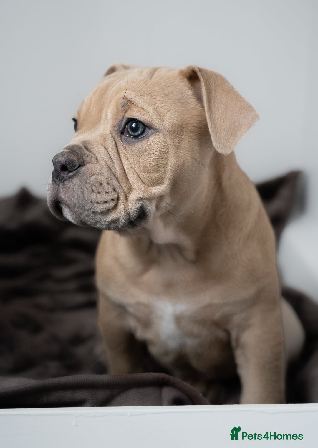 Olde English Bulldogge dogs for sale: Last boy available Olde english bulldog  - Image 6