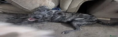 Rogue. Beautiful Working Stock Male Lurcher 