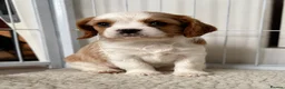 Cavalier King Charles Spaniel dogs for sale: DNA Tested Cavalier King Charles Puppies - Advert 3