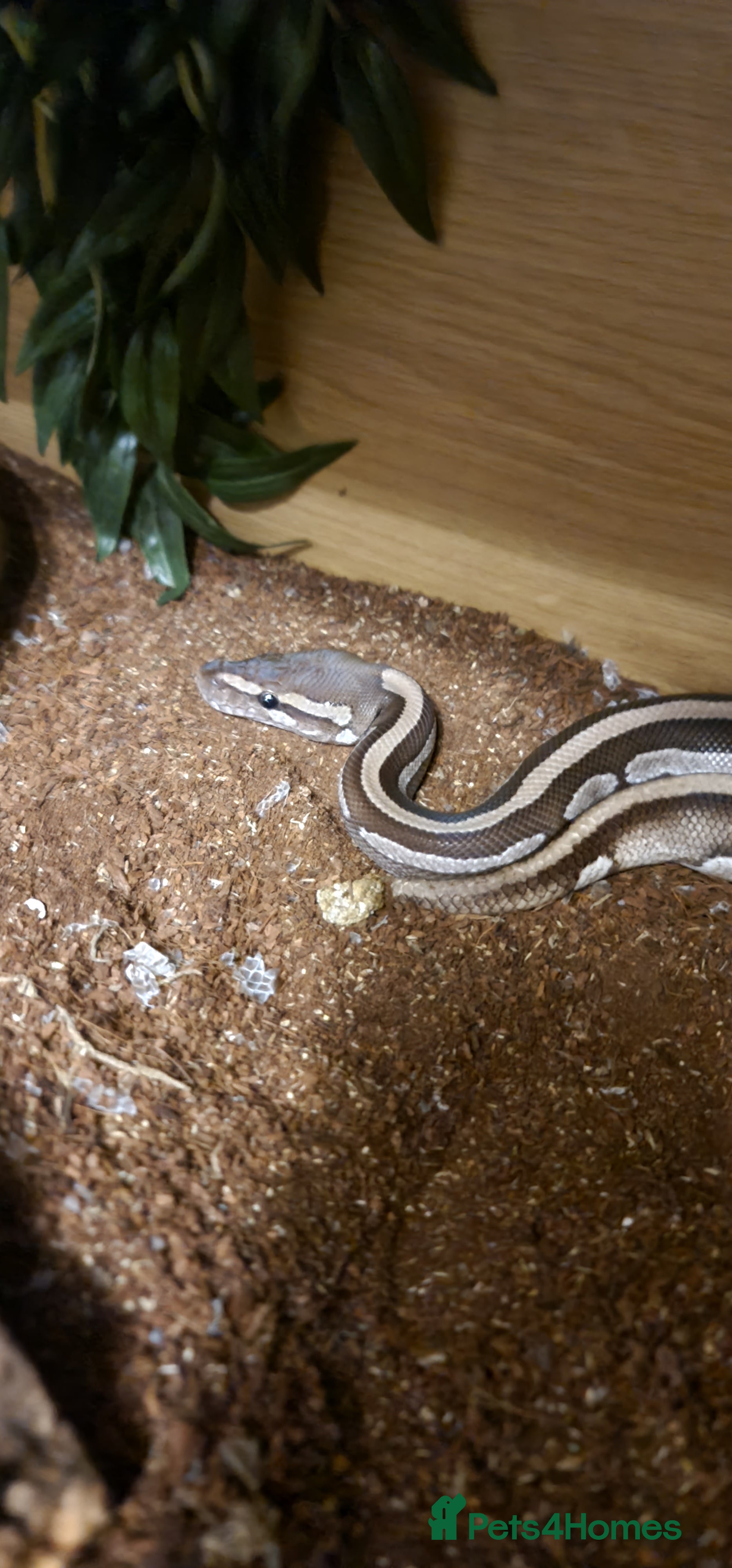 Python Snake reptiles Mojave Het Pied Ballpython  - Advert 1